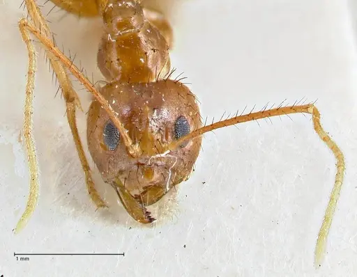 Nylanderia helleri specimen FOCOL2722 image focol2722_2