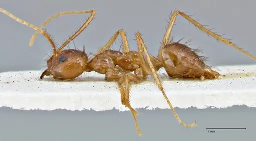 Nylanderia helleri specimen FOCOL2722 image focol2722_3