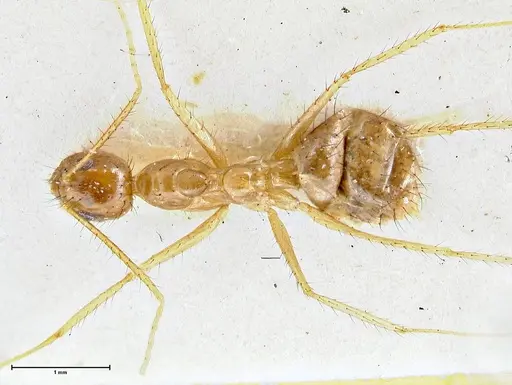 Nylanderia helleri specimen FOCOL2723 image focol2723_1