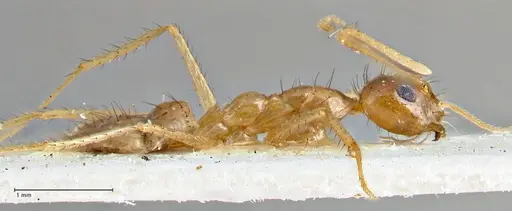 Nylanderia helleri specimen FOCOL2723 image focol2723_4