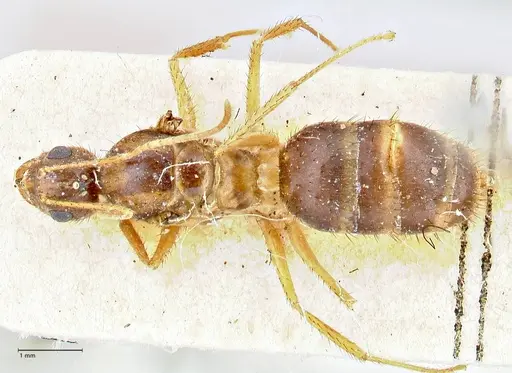 Nylanderia helleri specimen FOCOL2724 image focol2724_1