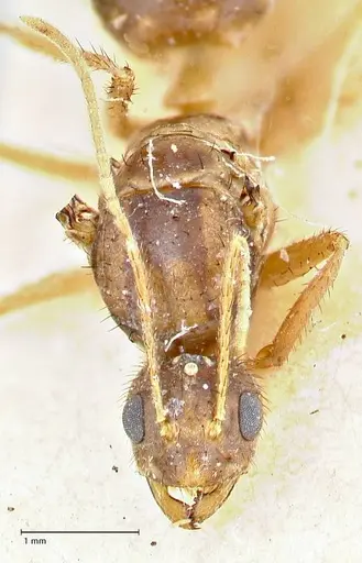 Nylanderia helleri specimen FOCOL2724 image focol2724_2