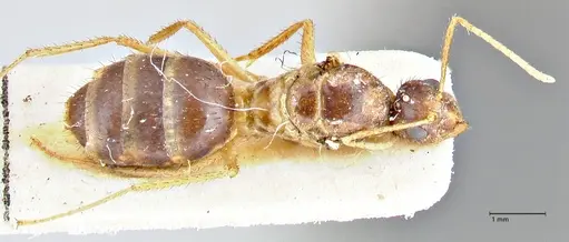 Nylanderia helleri specimen FOCOL2725 image focol2725_1