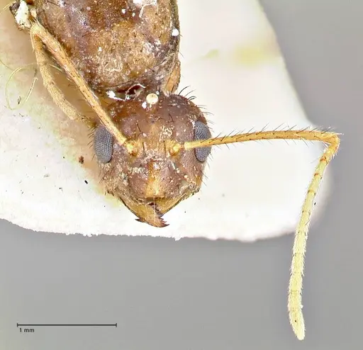 Nylanderia helleri specimen FOCOL2725 image focol2725_2