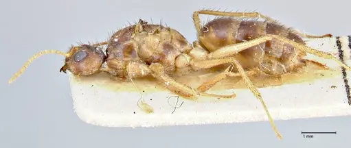Nylanderia helleri specimen FOCOL2725 image focol2725_3
