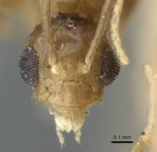 Nylanderia hubrechti specimen CASENT0905671 image casent0905671_2
