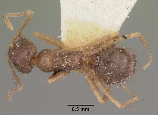 Nylanderia humbloti specimen CASENT0101315 image casent0101315_1