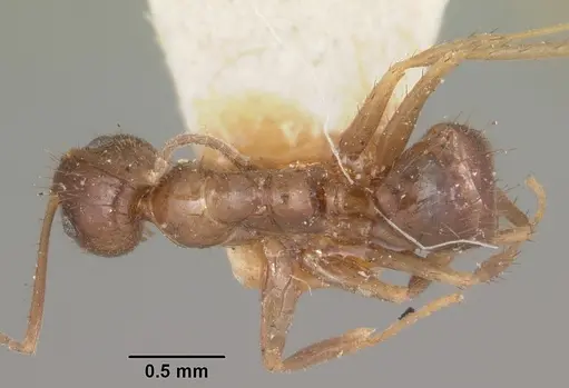 Nylanderia humbloti specimen CASENT0101316 image casent0101316_1