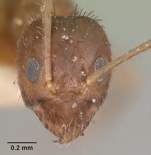 Nylanderia humbloti specimen CASENT0101316 image casent0101316_2