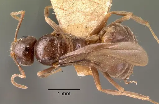 Nylanderia humbloti specimen CASENT0101418 image casent0101418_1