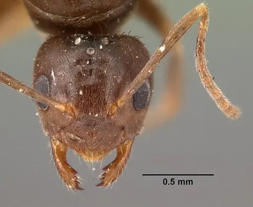Nylanderia humbloti specimen CASENT0101418 image casent0101418_2