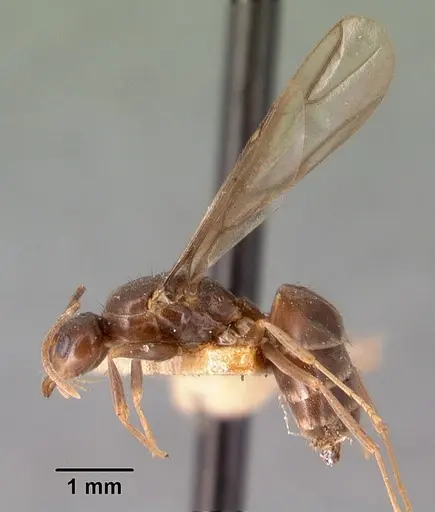 Nylanderia humbloti specimen CASENT0101418 image casent0101418_4