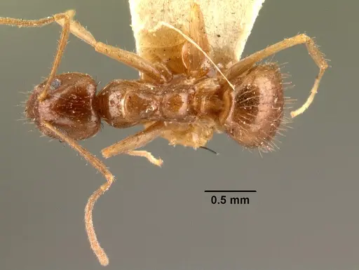 Nylanderia humbloti specimen CASENT0101488 image casent0101488_1