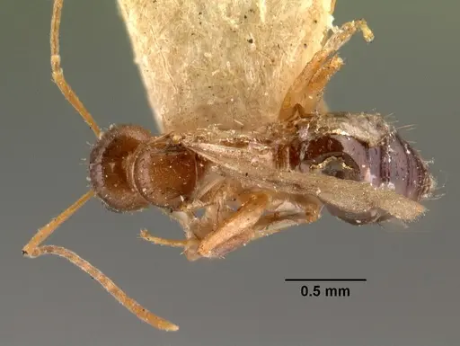 Nylanderia humbloti specimen CASENT0101489 image casent0101489_1