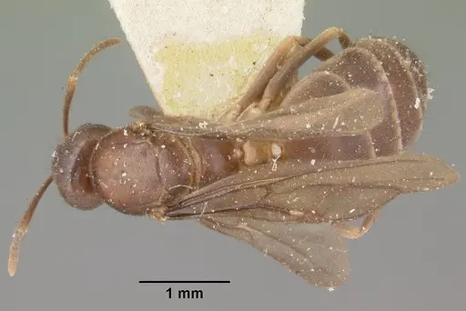 Nylanderia humbloti specimen CASENT0101590 image casent0101590_1