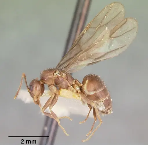 Nylanderia humbloti specimen CASENT0101590 image casent0101590_4