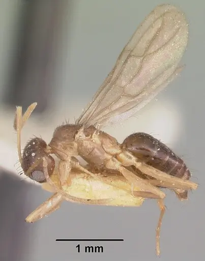 Nylanderia humbloti specimen CASENT0101857 image casent0101857_4