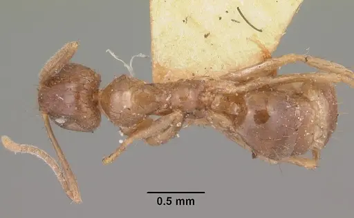 Nylanderia humbloti specimen CASENT0101927 image casent0101927_1