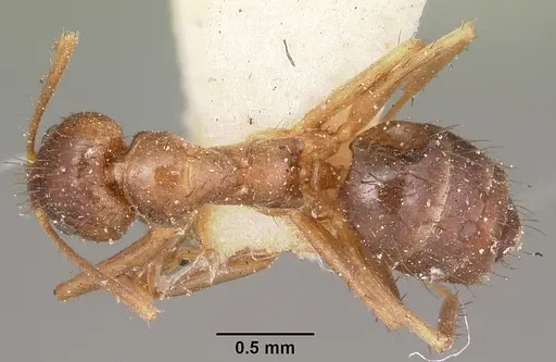 Nylanderia humbloti specimen CASENT0104642 image casent0104642_1