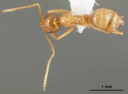 Nylanderia hystrix specimen CASENT0005424 image casent0005424_1
