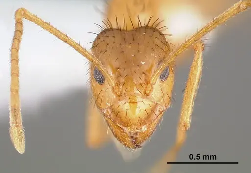 Nylanderia hystrix specimen CASENT0005424 image casent0005424_2