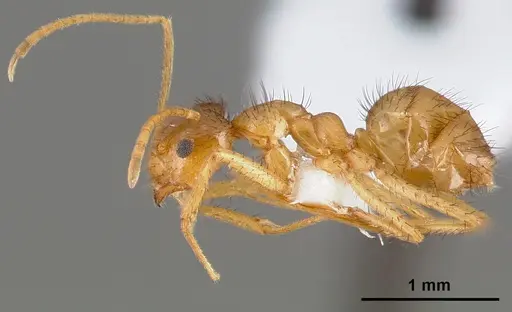 Nylanderia hystrix specimen CASENT0005424 image casent0005424_3