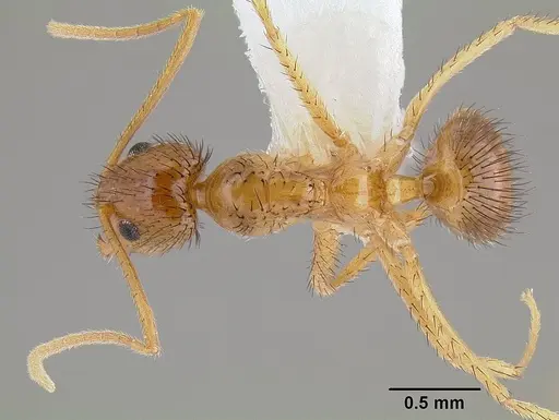 Nylanderia hystrix specimen CASENT0106037 image casent0106037_1