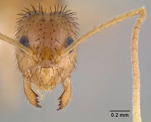 Nylanderia hystrix specimen CASENT0106037 image casent0106037_2