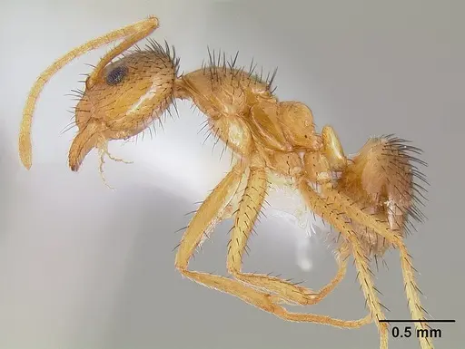 Nylanderia hystrix specimen CASENT0106037 image casent0106037_3