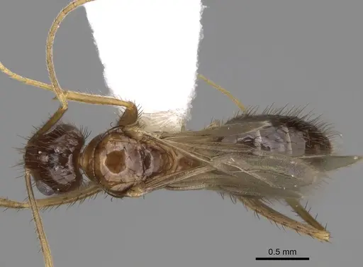 Nylanderia hystrix specimen CASENT0106724 image casent0106724_1