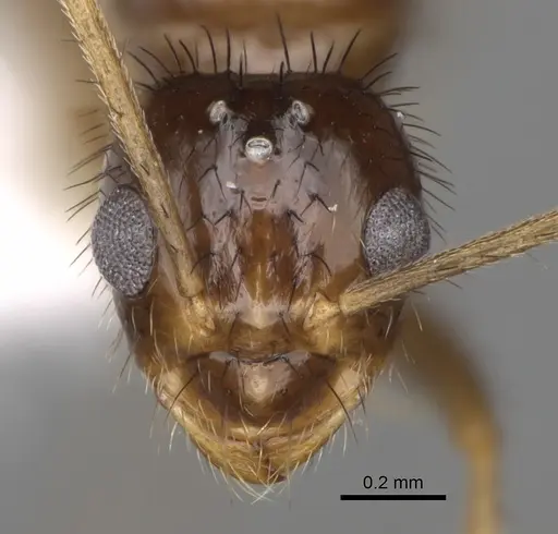 Nylanderia hystrix specimen CASENT0106724 image casent0106724_2