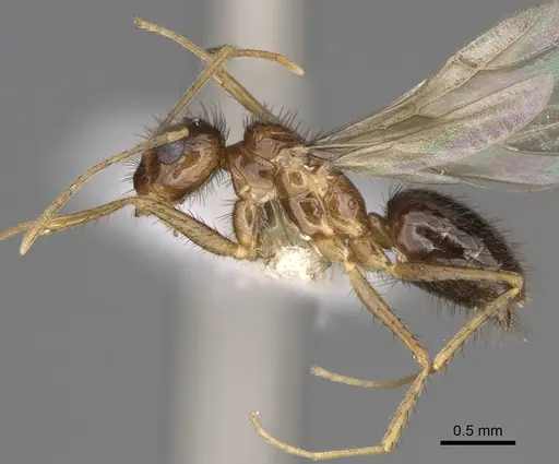 Nylanderia hystrix specimen CASENT0106724 image casent0106724_3