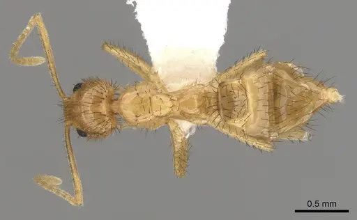 Nylanderia hystrix specimen CASENT0280572 image casent0280572_1