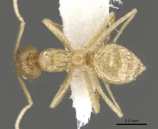 Nylanderia hystrix specimen CASENT0903133 image casent0903133_1