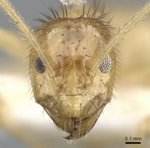 Nylanderia hystrix specimen CASENT0903133 image casent0903133_2