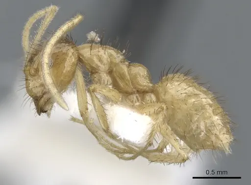 Nylanderia hystrix specimen CASENT0903133 image casent0903133_3