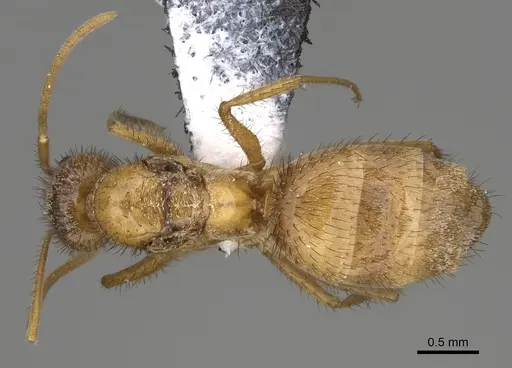 Nylanderia hystrix specimen USNMENT00751406 image usnment00751406_1