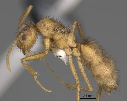 Nylanderia hystrix specimen USNMENT00751406 image usnment00751406_3