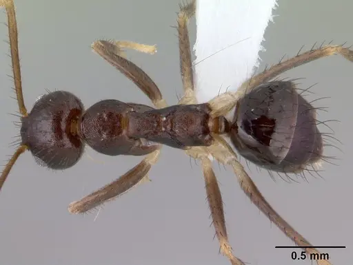 Nylanderia impolita specimen CASENT0179589 image casent0179589_1