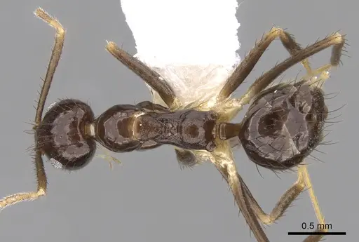 Nylanderia impolita specimen CASENT0281155 image casent0281155_1