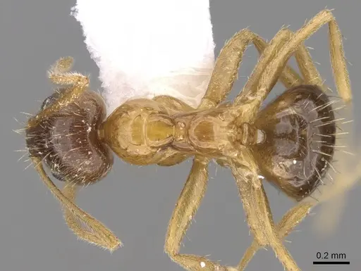 Nylanderia indica specimen CASENT0281126 image casent0281126_1