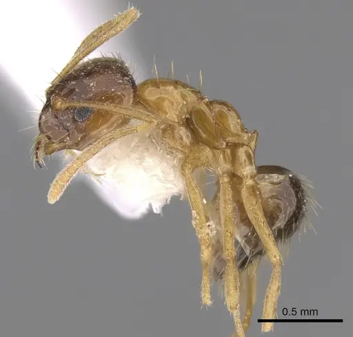 Nylanderia indica specimen CASENT0281126 image casent0281126_3