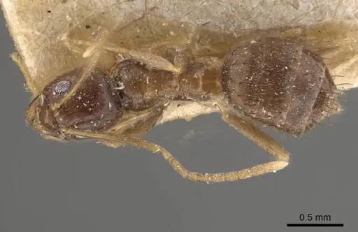 Nylanderia indica specimen CASENT0911008 image casent0911008_1