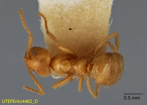 Nylanderia laevigata specimen UTEPENTO4482 image utepento4482_1