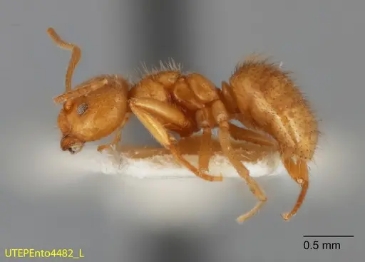 Nylanderia laevigata specimen UTEPENTO4482 image utepento4482_2