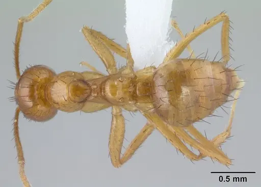 Nylanderia luteafra specimen CASENT0179584 image casent0179584_1
