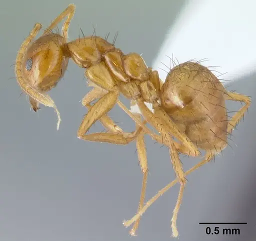 Nylanderia luteafra specimen CASENT0179584 image casent0179584_3