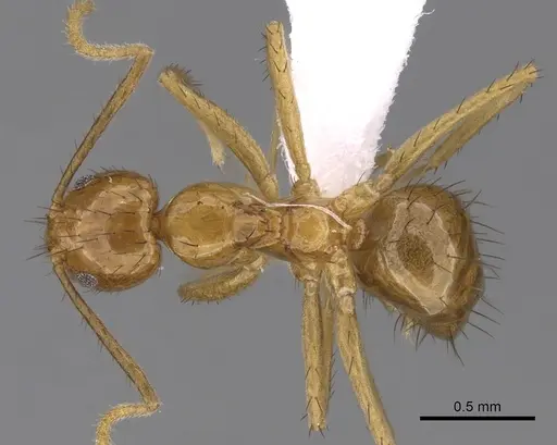 Nylanderia luteafra specimen CASENT0317040 image casent0317040_1