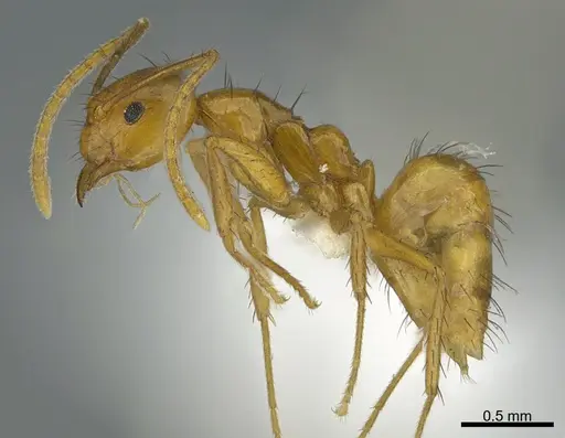 Nylanderia luteafra specimen CASENT0797631 image casent0797631_1