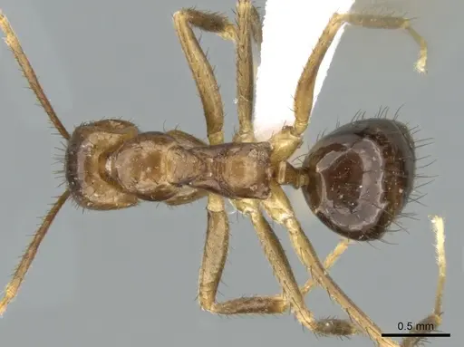 Nylanderia luteafra specimen CASENT0906653 image casent0906653_1